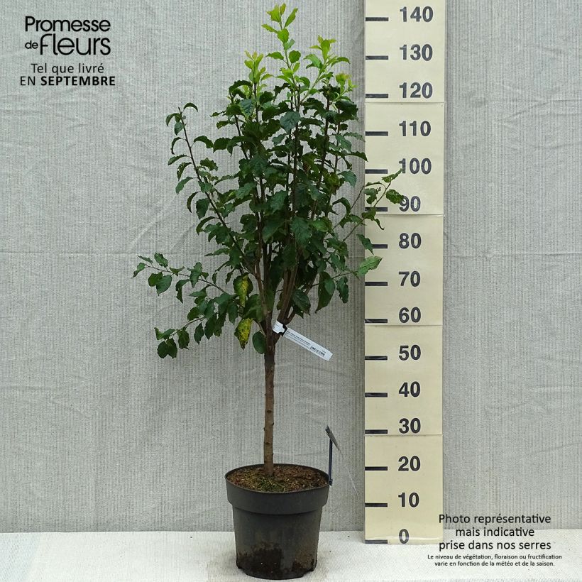 Amostra de Ameixeira-anã Hanna - Prunus domestica Vaso de 7,5 L/10 L, 1/4 de haste tal como entregue no outono