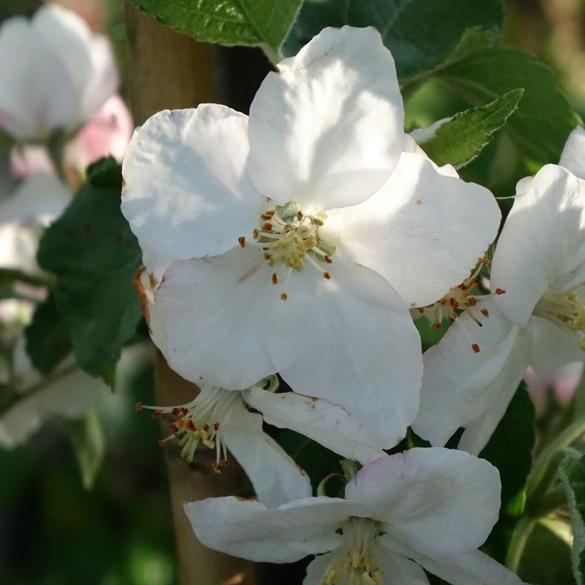 Ameixeira Węgierka Dąbrowicka - Prunus domestica (Floração)