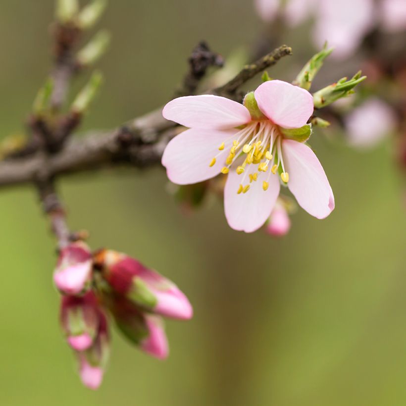 Amendoeira Marcona - Prunus dulcis (Floração)