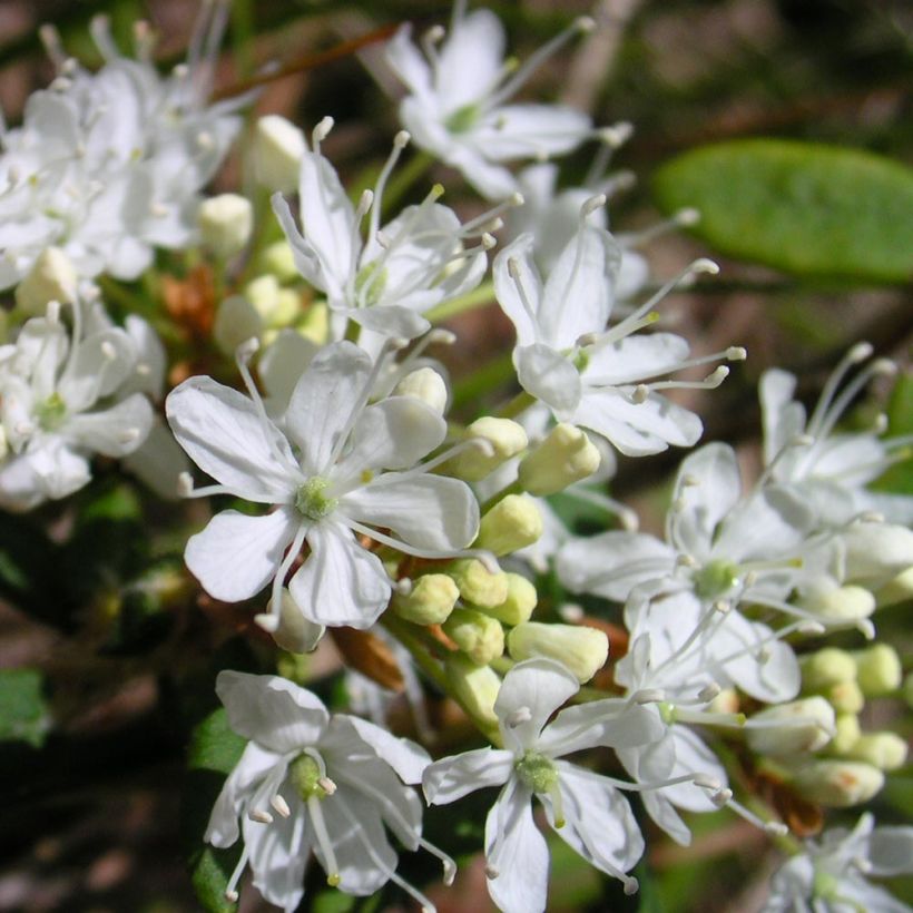 Prunus eminens Umbraculifera (Floração)