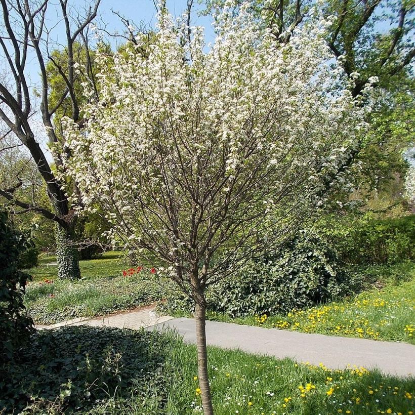 Prunus eminens Umbraculifera (Hábito)
