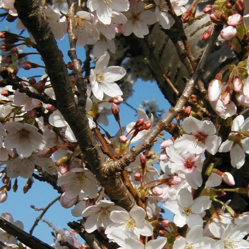 Cerejeira-de-flores - Prunus hillieri Spire (Floração)