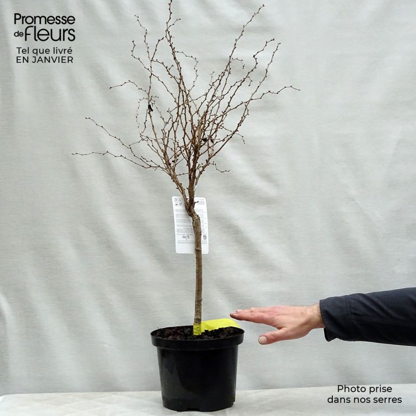 Amostra de Cerejeira-do-japão anã Kojo no mai - Prunus incisa em flor Vaso de 4 L/5 L tal como entregue no inverno