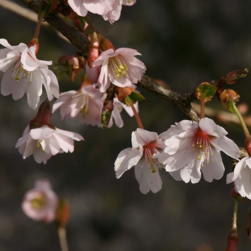 Cerejeira-do-japão anã Mikinori - Prunus incisa em flor (Floração)