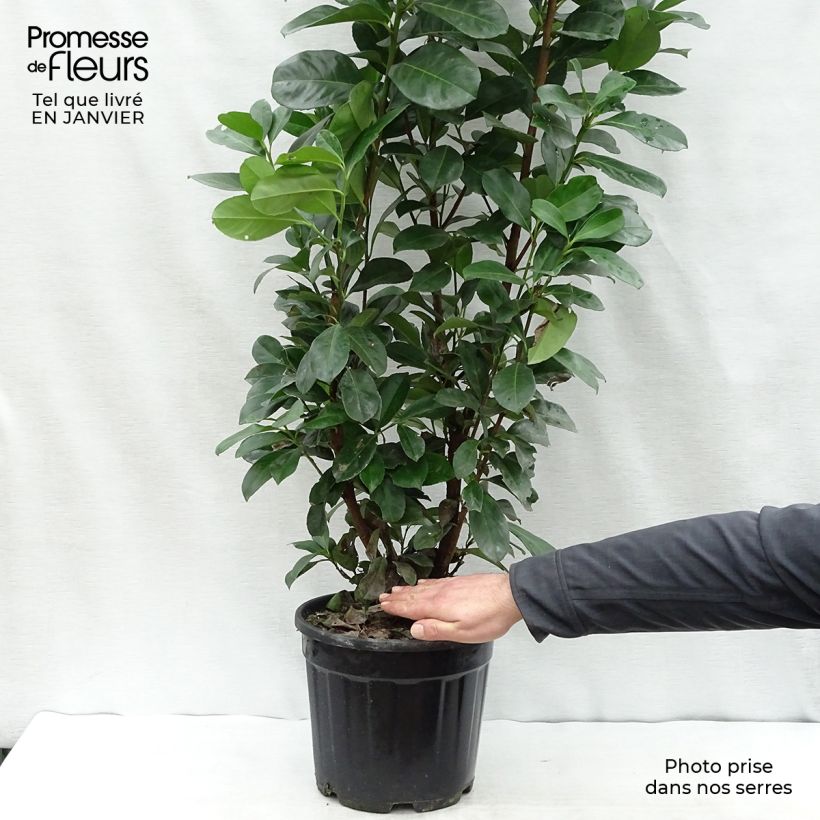 Amostra de Louro-cereja - Prunus laurocerasus Etna Vaso de 4 L/5 L tal como entregue no inverno