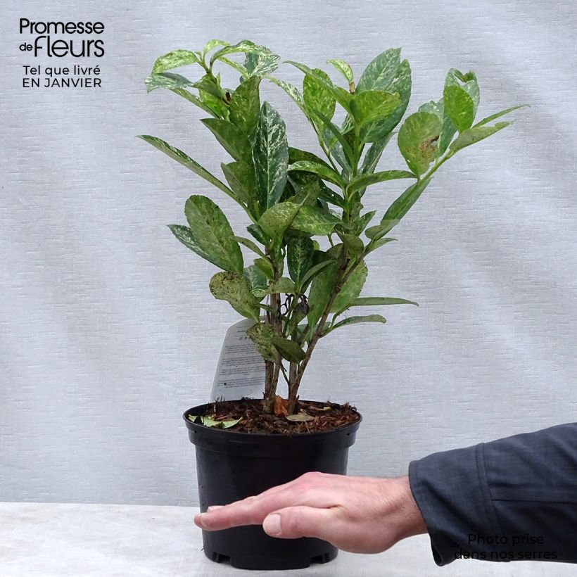 Amostra de Laurier cerise - Prunus laurocerasus Marbled White Vaso de 2 L/3 L tal como entregue no inverno