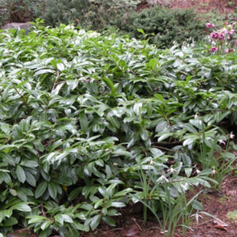 Louro-cereja - Prunus laurocerasus Mount Vernon (Hábito)