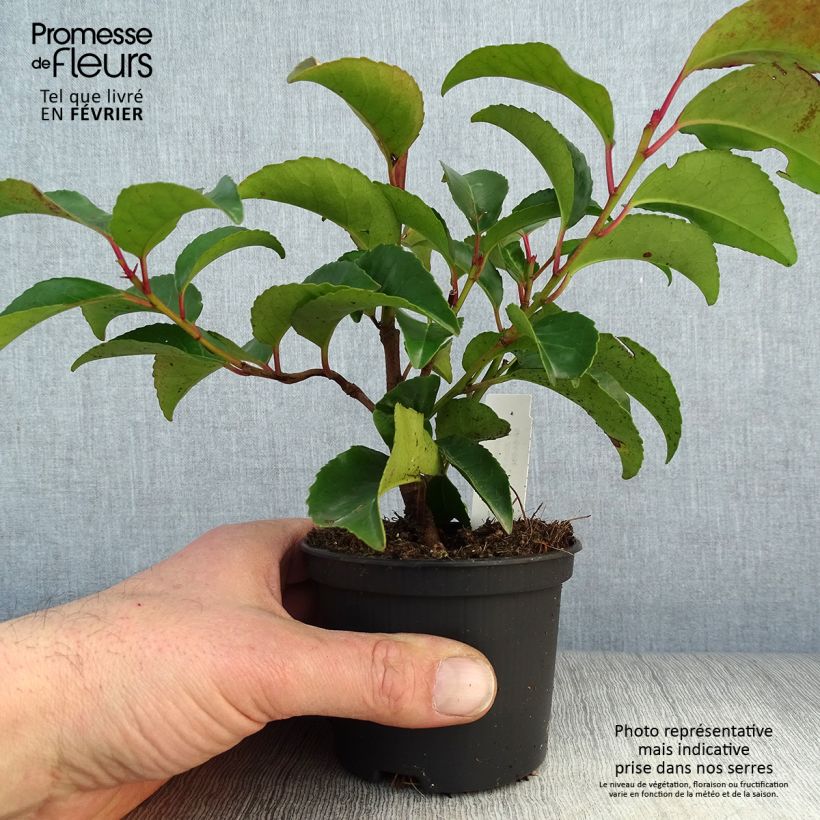 Amostra de Prunus lusitanica Tico - Laurier des Açores Vaso de 8/9 cm tal como entregue no inverno