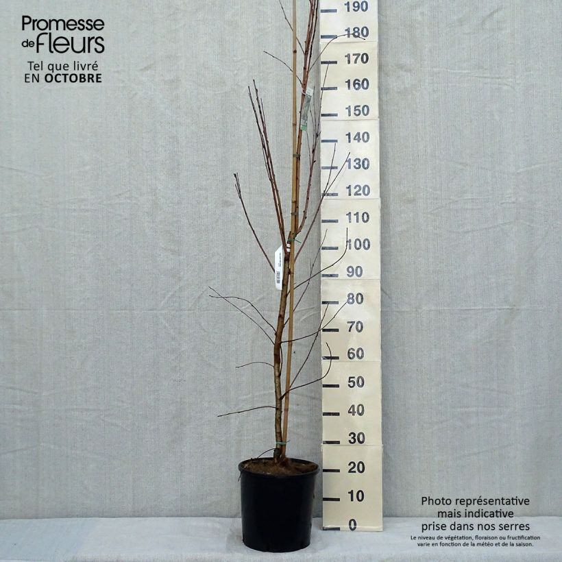 Amostra de Prunus maackii Amber Beauty Vaso de 12 L/15 L tal como entregue no outono