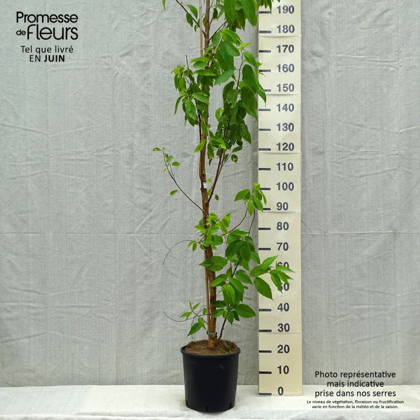 Amostra de Prunus maackii Amber Beauty - Cerisier de Mandchourie Vaso de 12 L/15 L tal como entregue na primavera