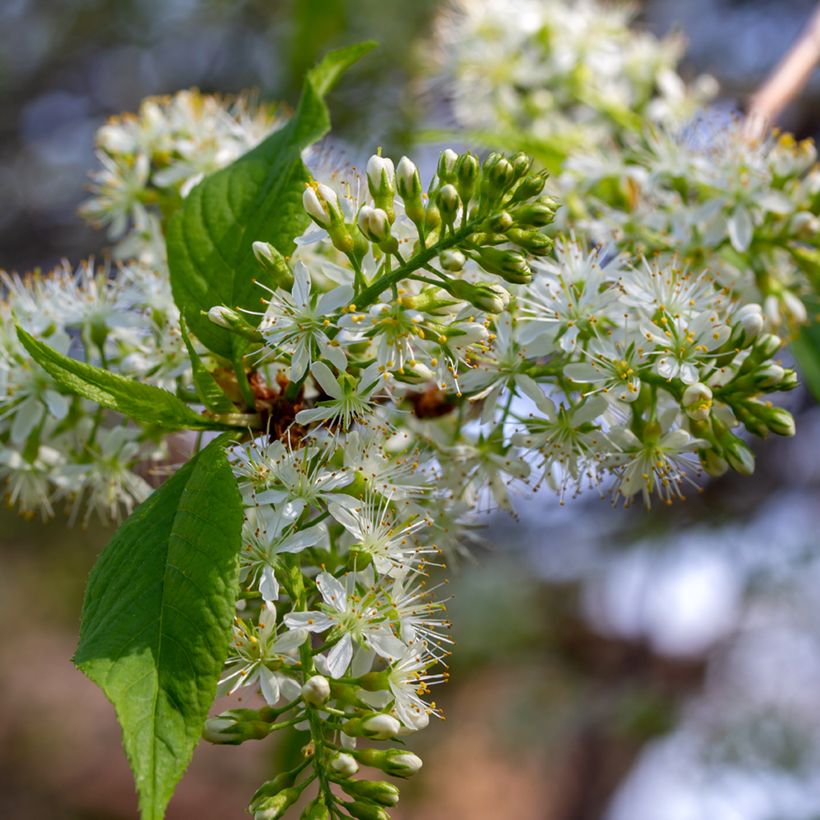 Prunus maackii Amber Beauty (Floração)