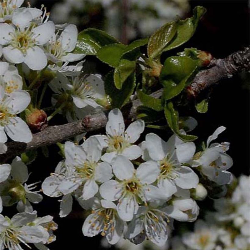 Prunus mahaleb (Floração)