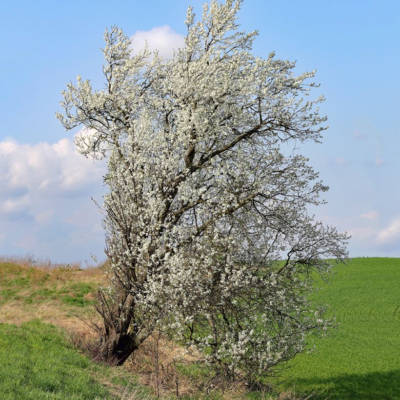 Prunus mahaleb (Hábito)