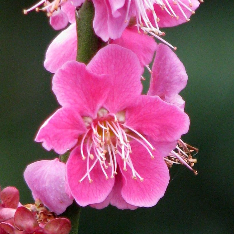 Prunus mume Beni Chidori (Floração)