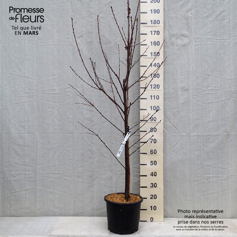 Amostra de Prunus padus Le Thoureil Vaso de 12 L/15 L tal como entregue no inverno