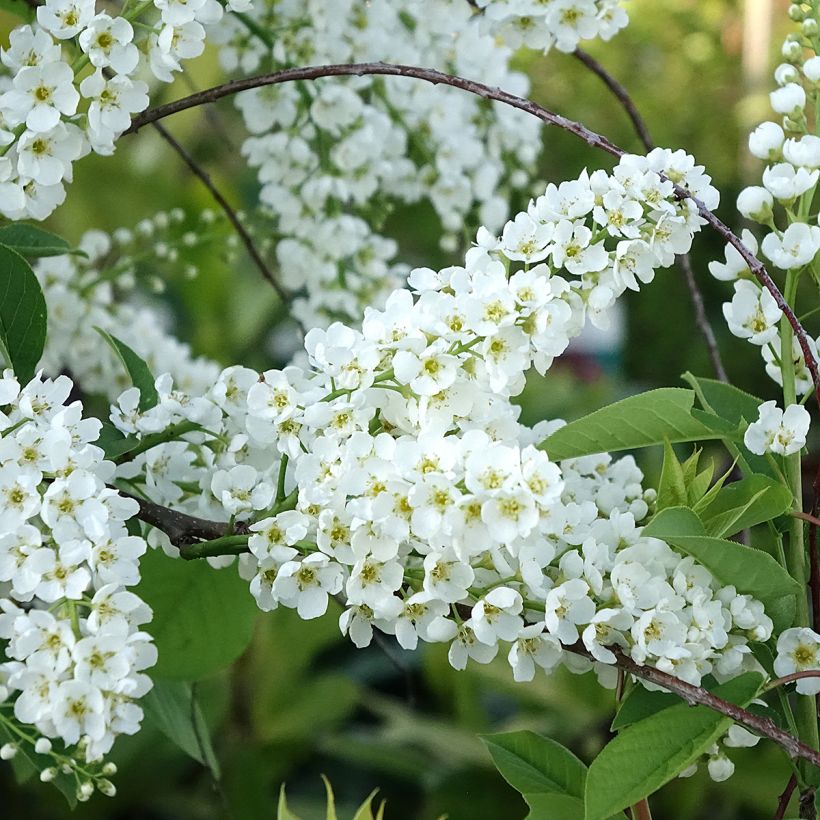 Prunus padus Le Thoureil (Floração)