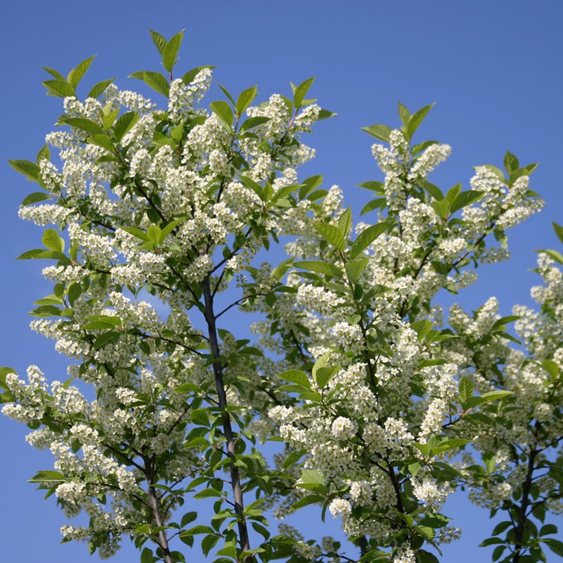 Prunus padus Nana (Floração)
