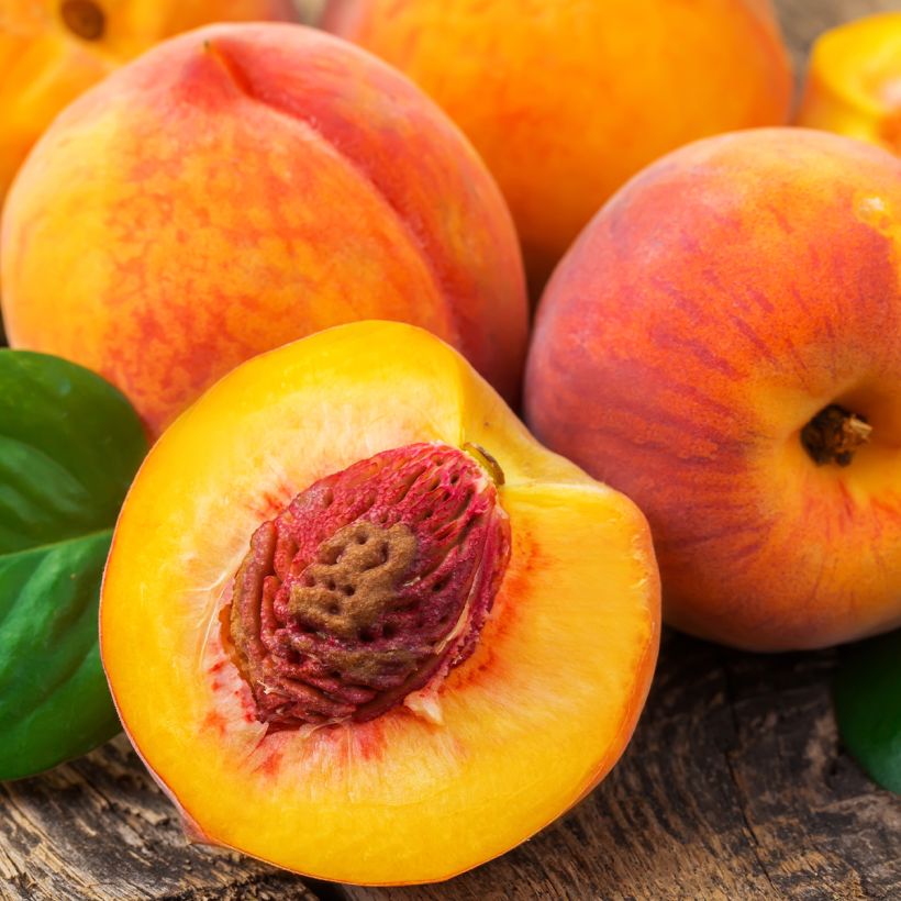 Pessegueiro Fértil de Setembro - Prunus persica (Colheita)
