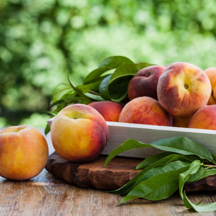 Pessegueiro Triumph - Prunus persica (Colheita)