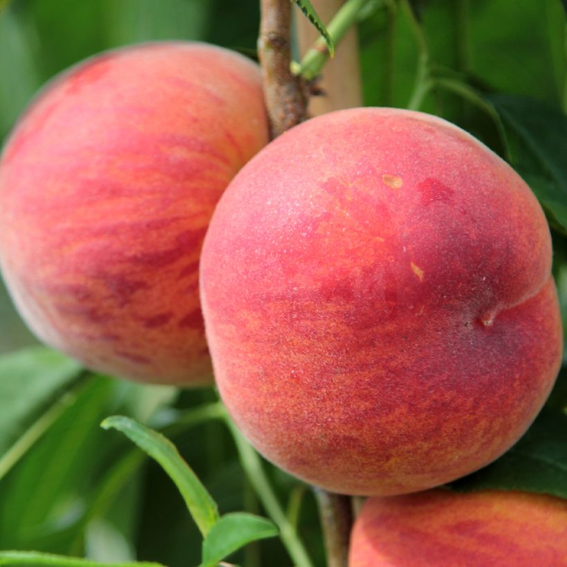 Pessegueiro Suncrest - Prunus persica (Colheita)