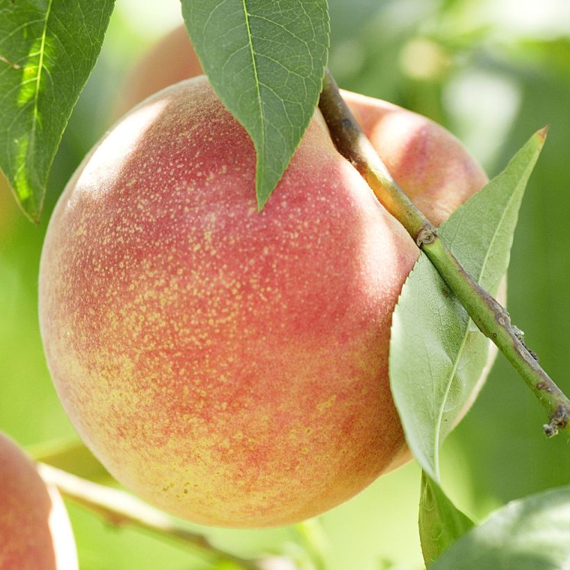 Pessegueiro Vigne Blanche - Prunus persica (Colheita)