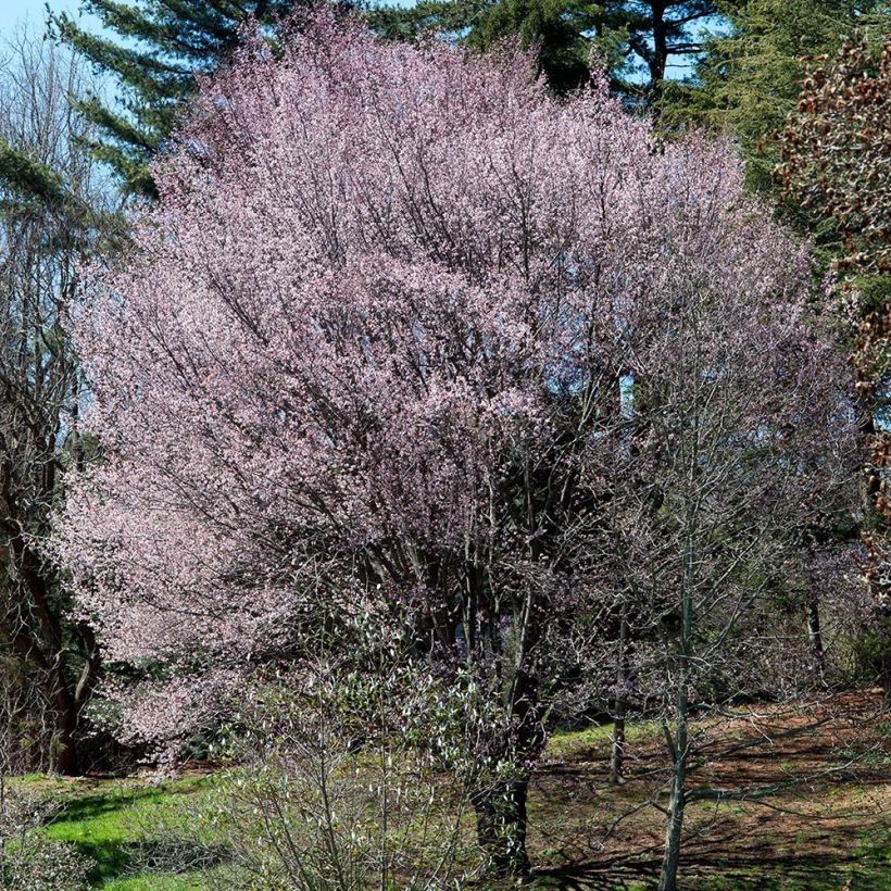Prunus sargentii (Hábito)