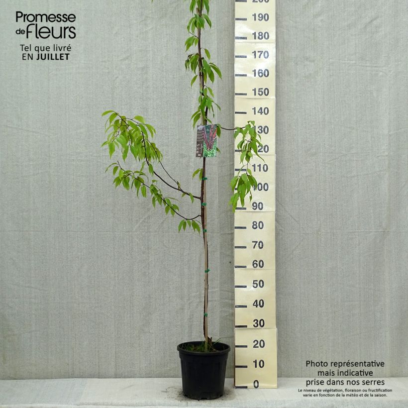 Amostra de Prunus serrula Amber Scots Vaso de 7,5 L/10 L, Brasão tal como entregue no verão