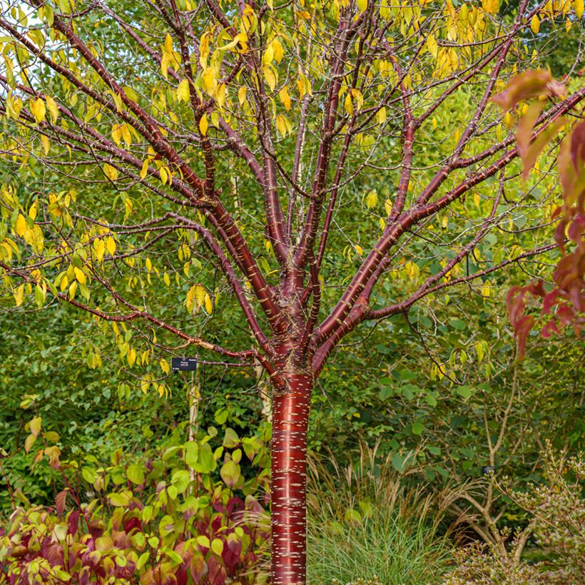 Prunus serrula Amber Scots (Hábito)