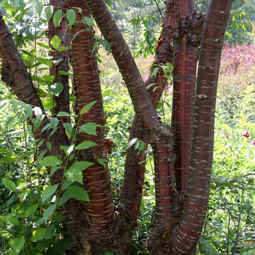 Prunus serrula (Hábito)
