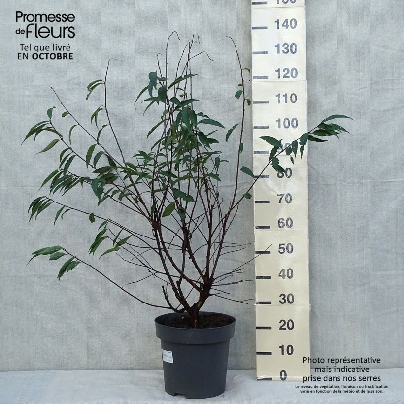 Amostra de Prunus serrula Vaso de 12 L/15 L tal como entregue no outono