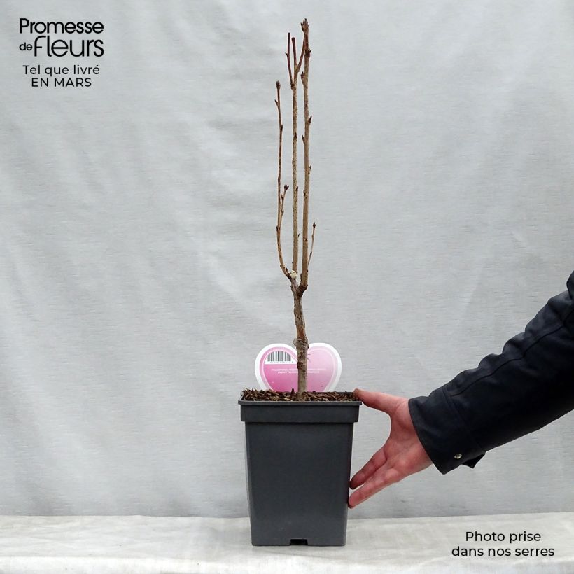 Amostra de Prunus serrulata Amanogawa Vaso de 4 L/5 L tal como entregue na primavera
