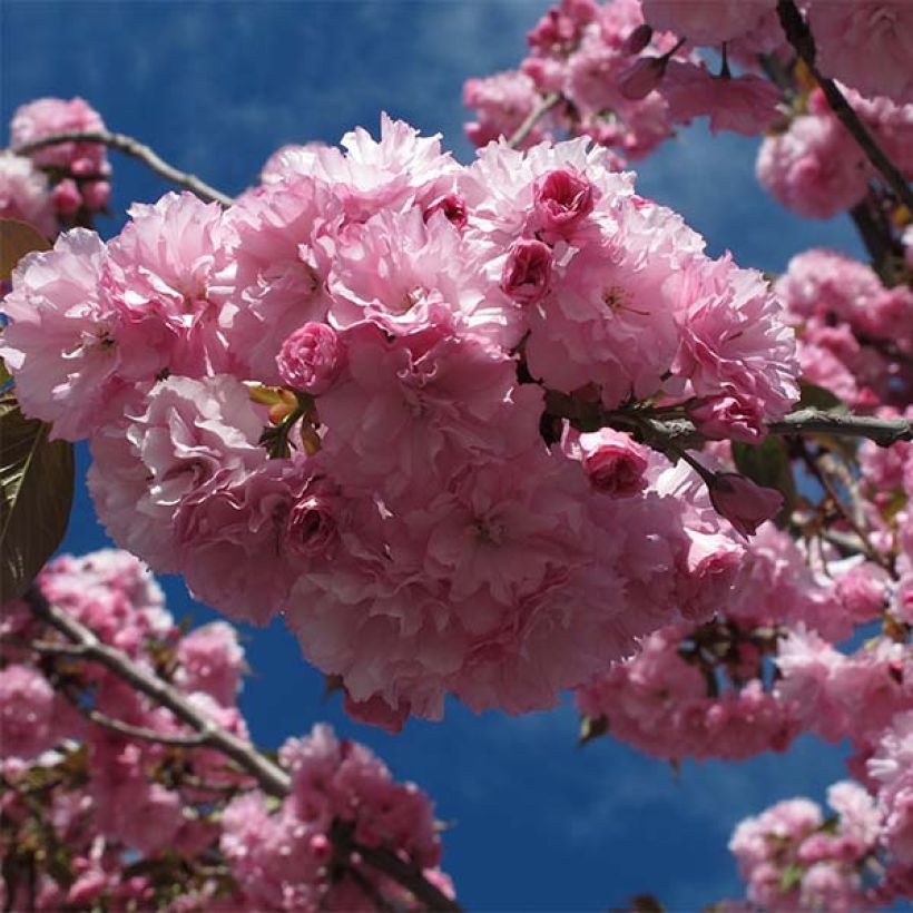 Prunus serrulata Royal Burgundy (Floração)