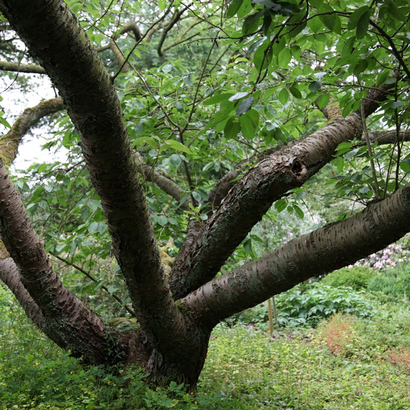 Prunus serrulata Tai-haku (Hábito)