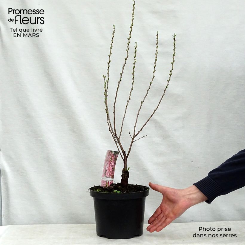 Amostra de Prunus tenella Fire Hill Vaso de 3 L/4 L tal como entregue na primavera
