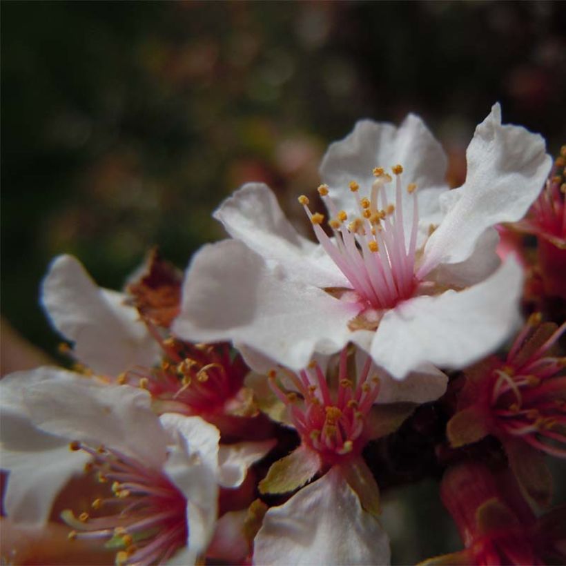 Prunus tomentosa - Cerejeira-de-nanquim (Floração)