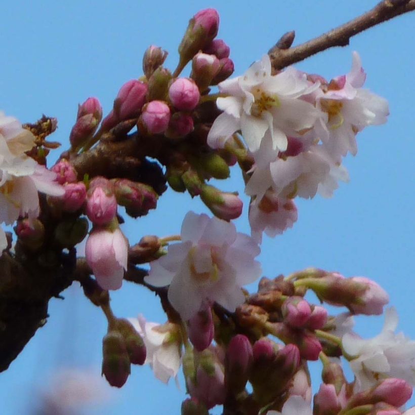 Cerejeira-do-japão - Prunus subhirtella Autumnalis Rosea em flor (Floração)
