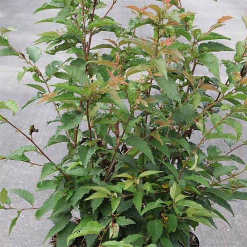 Cerejeira de flor - Prunus subhirtella Fukubana (Folhagem)