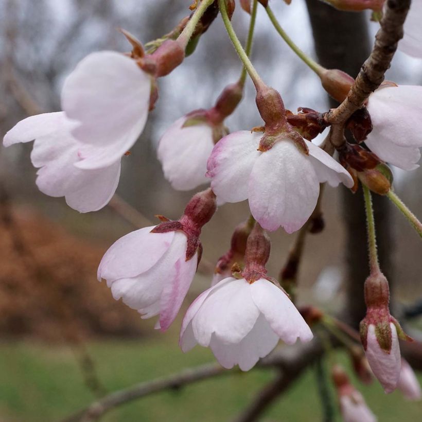 Cerejeira de flor-chorona - Prunus yedoensis Shidare Yoshino (Floração)