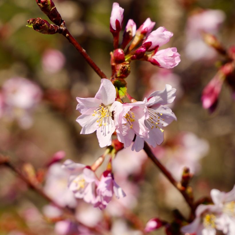 Cerejeira de flor - Prunus kurilensis Ruby (Floração)