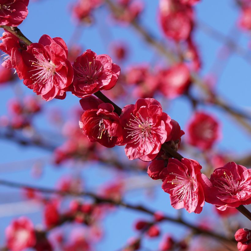 Prunus persica Melred Weeping (Floração)