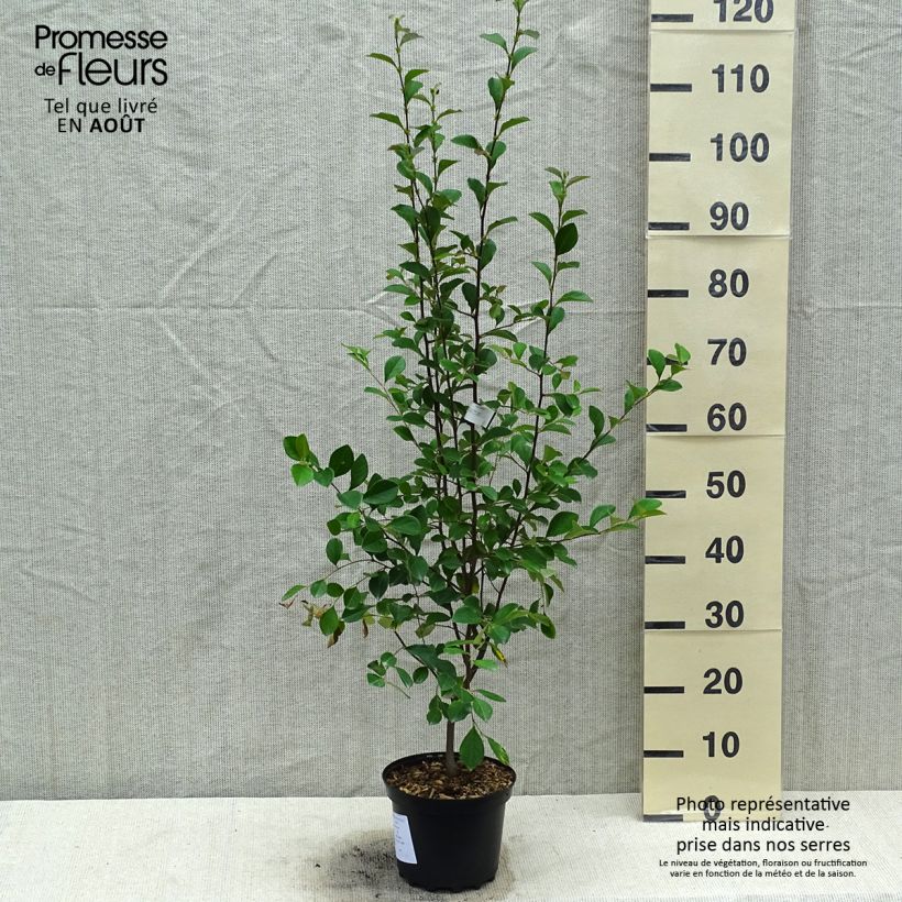 Amostra de Pseudocydonia sinensis Vaso de 3 L/4 L tal como entregue no verão