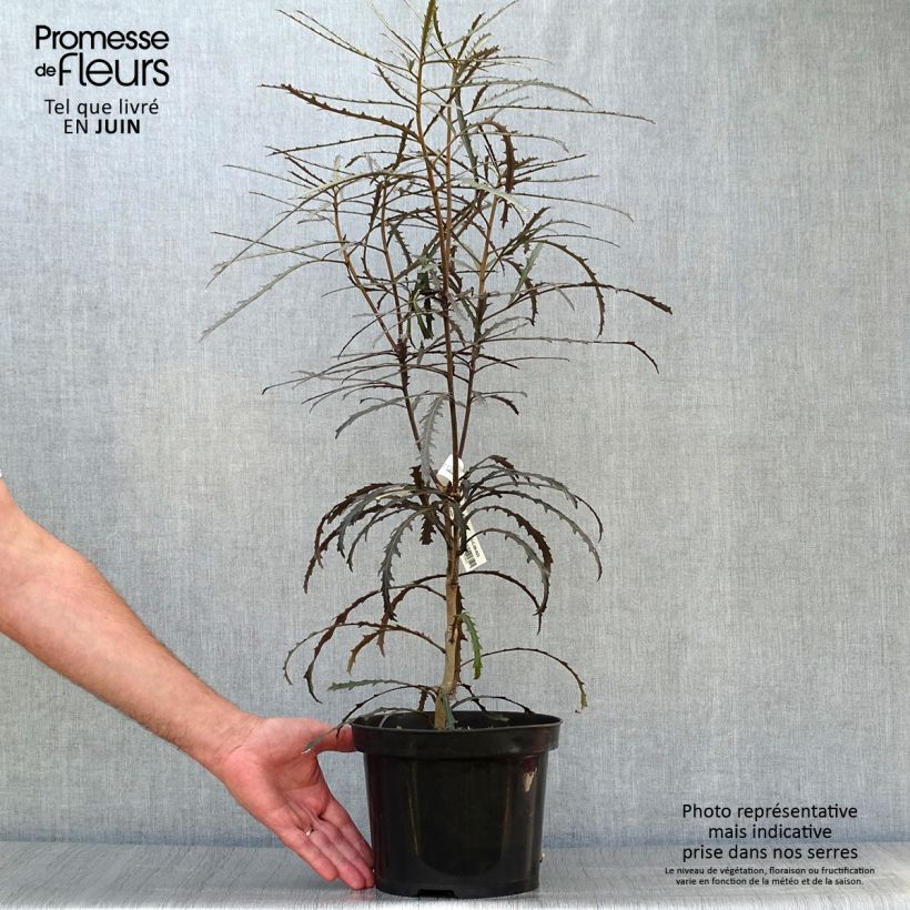 Amostra de Pseudopanax lessonii Bronze Eagle Vaso de 3 L/4 L tal como entregue no verão