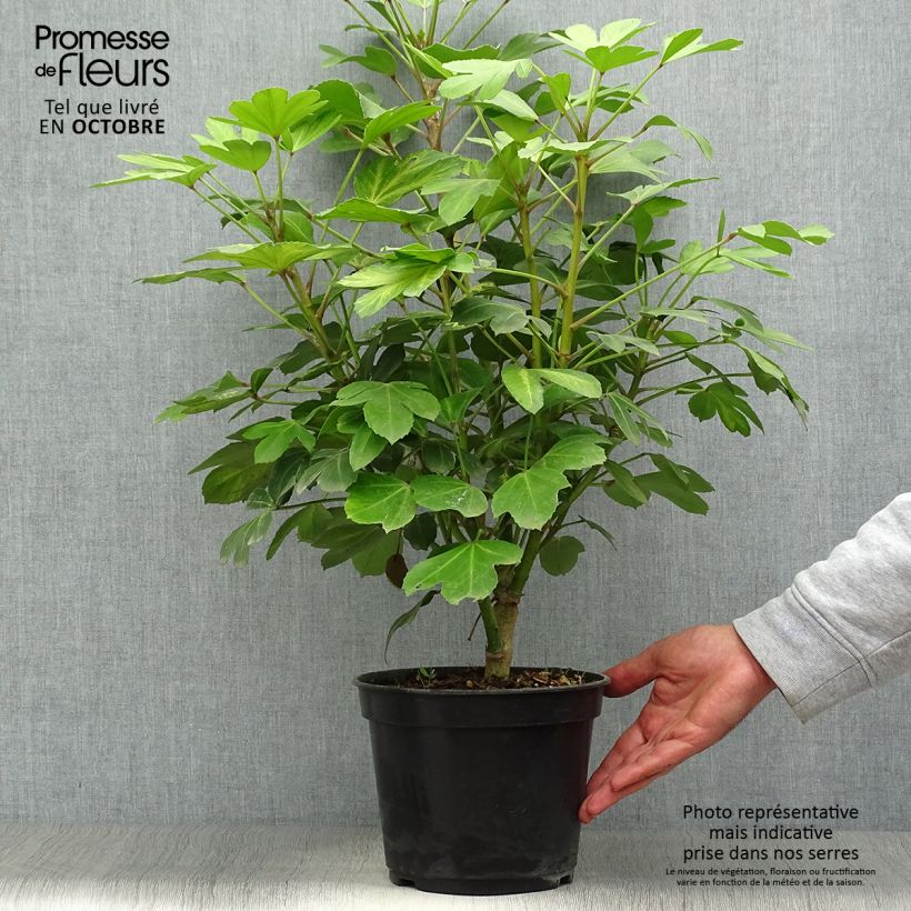 Amostra de Pseudopanax lessonii Gecko Gold Vaso de 3 L/4 L tal como entregue no outono