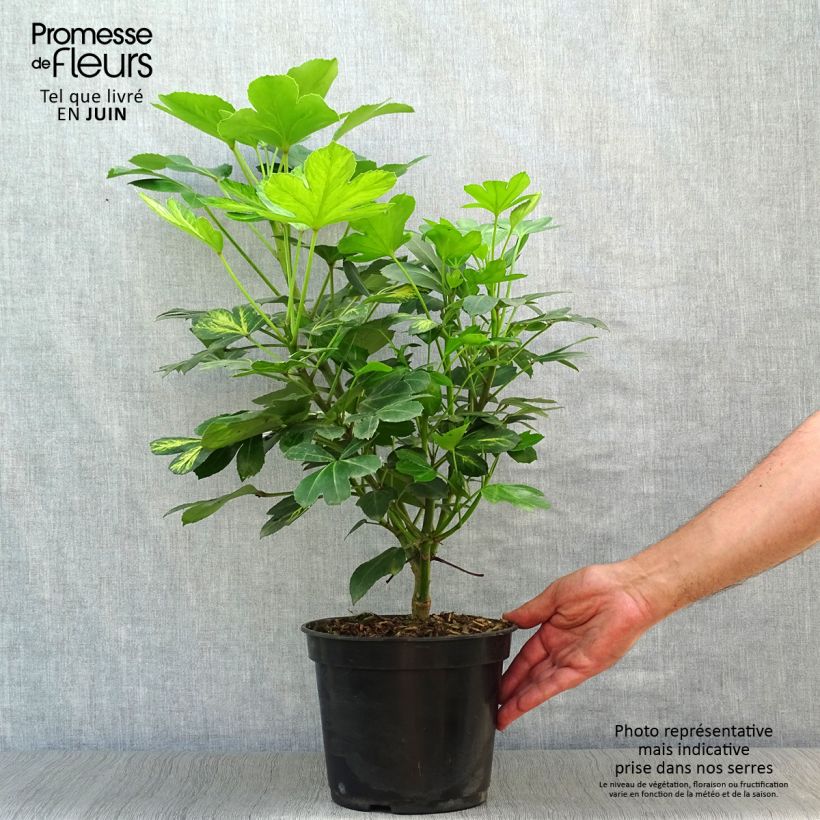 Amostra de Pseudopanax lessonii Gecko Gold Vaso de 3 L/4 L tal como entregue no verão