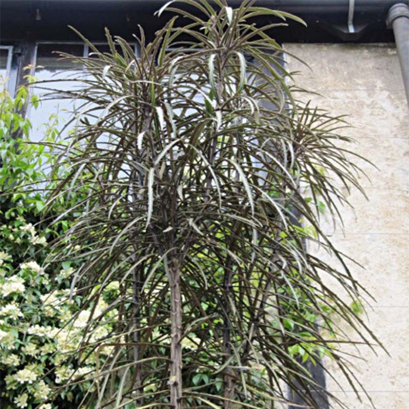 Pseudopanax crassifolius (Hábito)