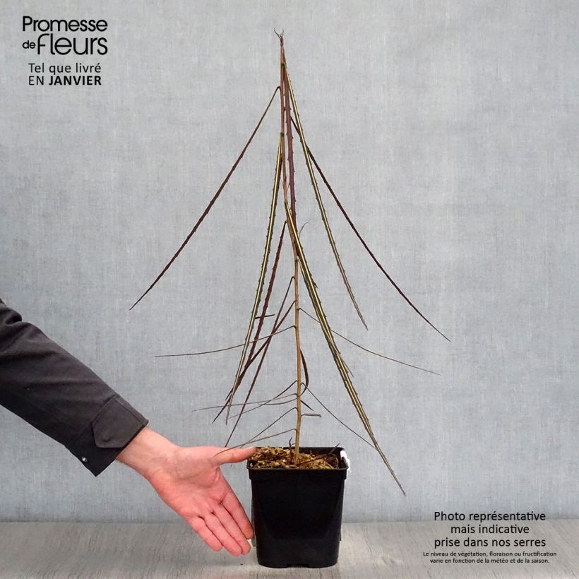 Amostra de Pseudopanax crassifolius (crassifolium) Vaso de 2 L/3 L tal como entregue no inverno