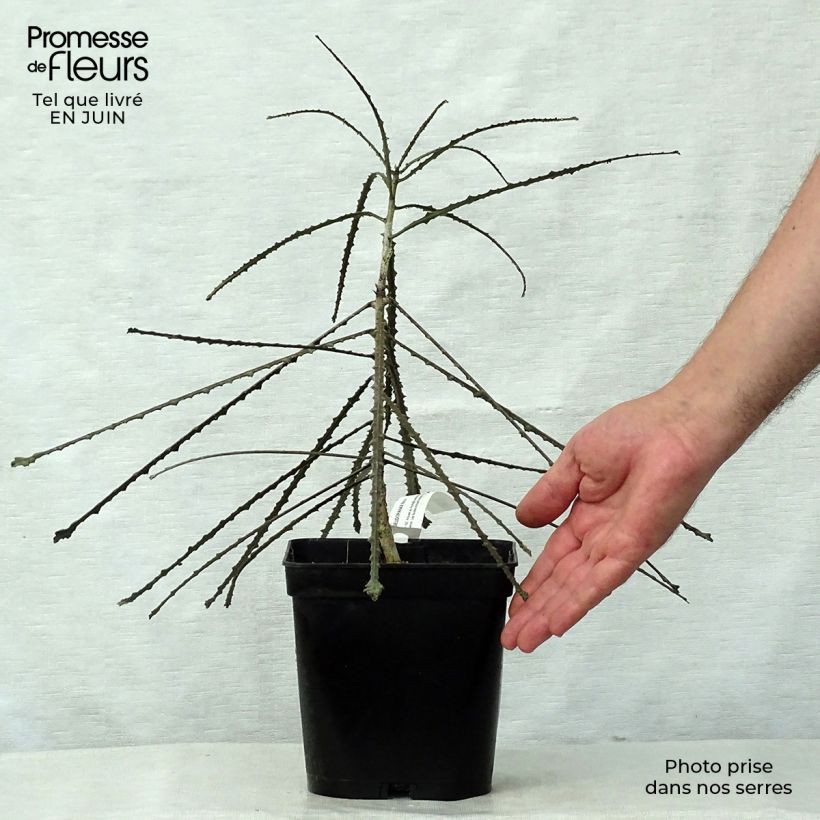 Amostra de Pseudopanax ferox Vaso de 2 L/3 L tal como entregue no verão