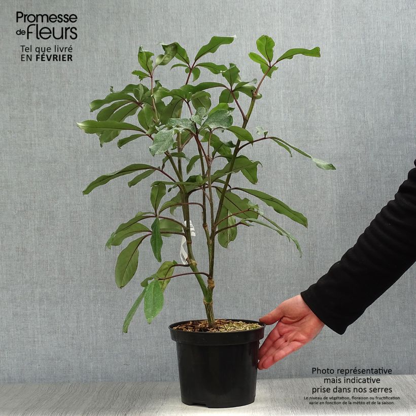 Amostra de Pseudopanax laetus  Vaso de 3 L/4 L tal como entregue no inverno
