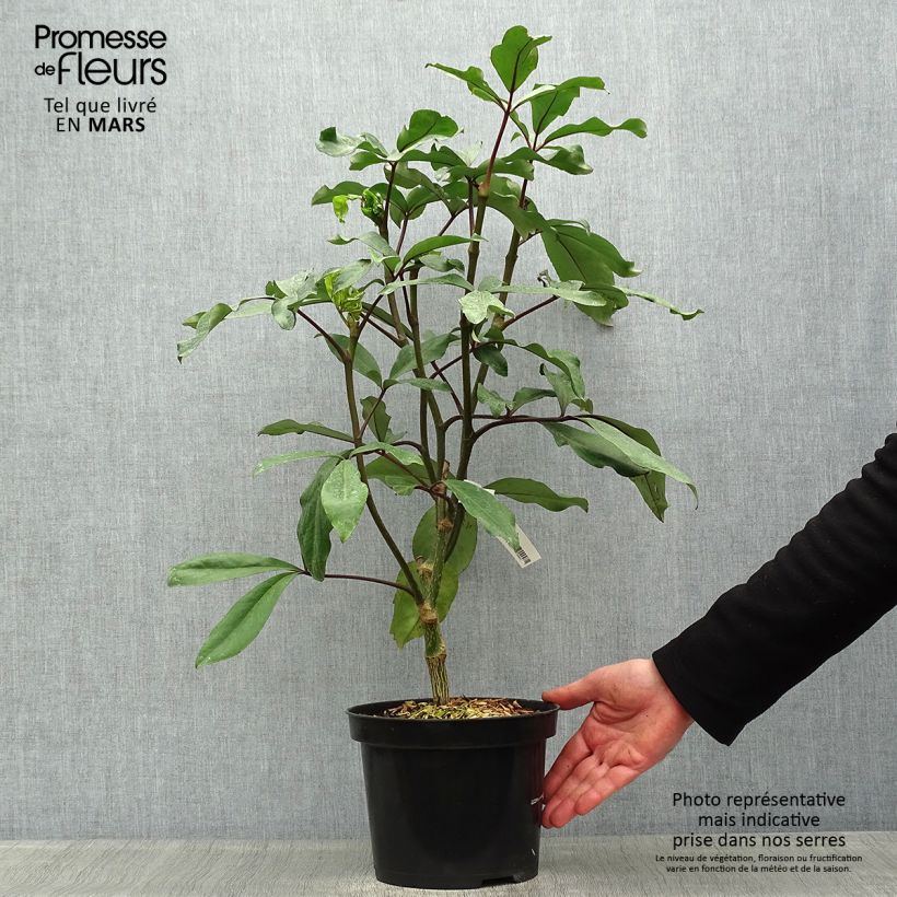 Amostra de Pseudopanax laetus Vaso de 3 L/4 L tal como entregue na primavera