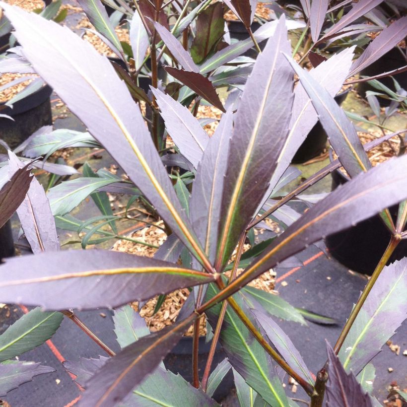 Pseudopanax lessonii Dark Star (Folhagem)